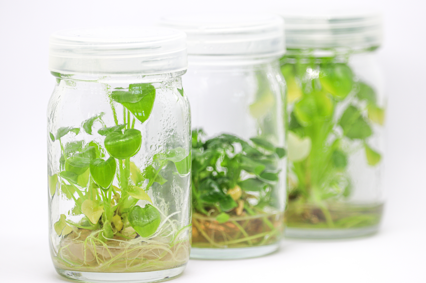 Plant Tissue Culture Media Kit - Makes 10 Liters of Medium