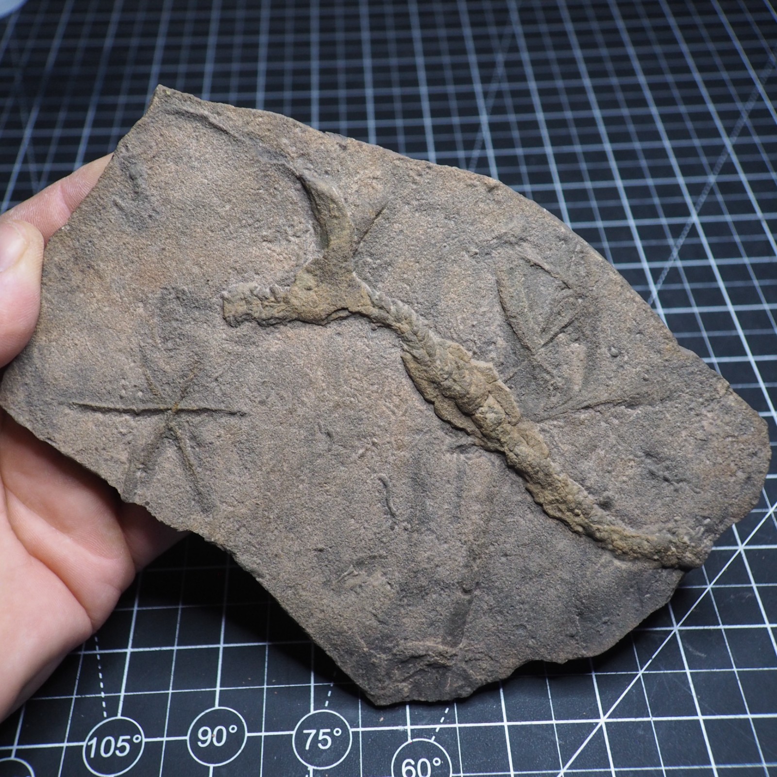 Trilobite Trace Fossil Cruziana Feeding Track Ordovician Morocco Star Trace