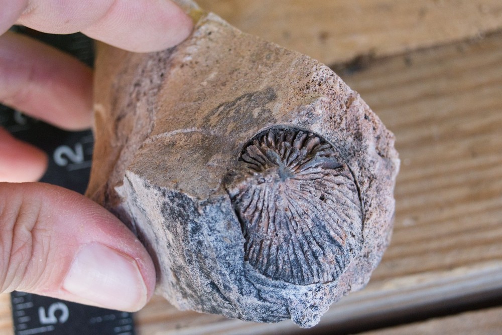 NE Oklahoma Fossil