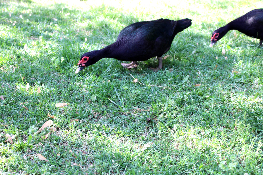 Exhibition Quality Muscovy Hatching Eggs 96% solid BLACK ducks only 12 eggs