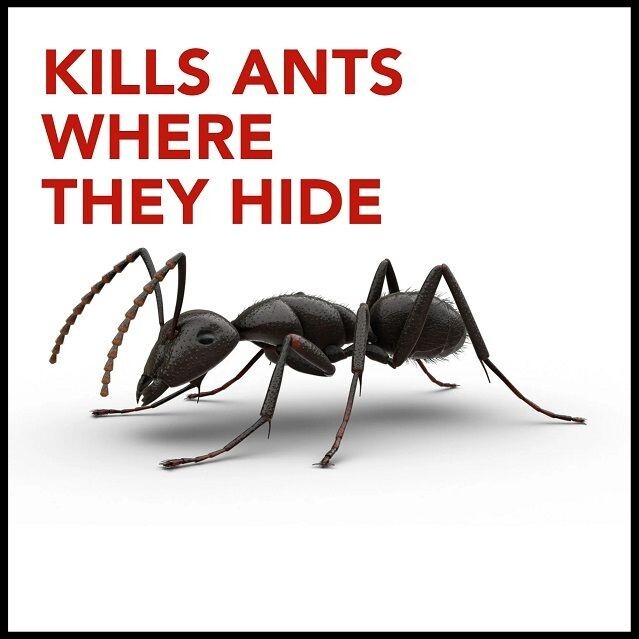 Raid Ant Killer Baits, Child Resistant Bug Killer for Indoor Home Use, 0.24 Oz
