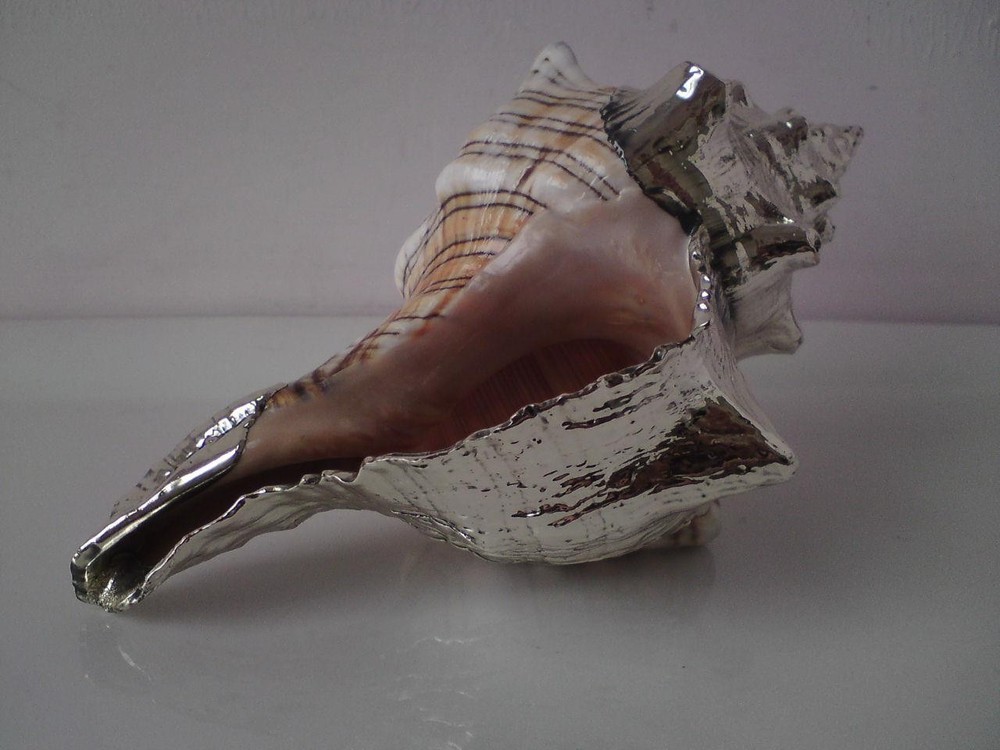 Shankha Silver overlay mounted seashell trapezium horse conch shell
