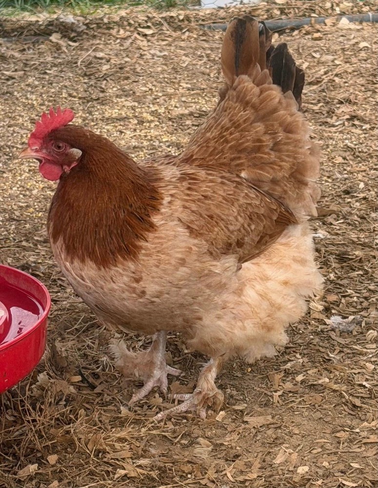 6+ Black Tail Red Marans hatching eggs