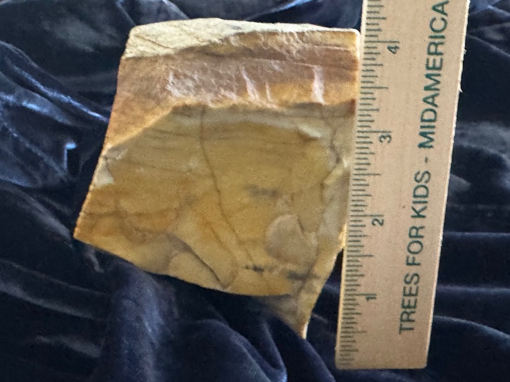 Petrified Wood