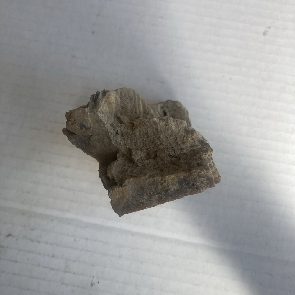 Petrified Wood Slab Polished On The Bottom