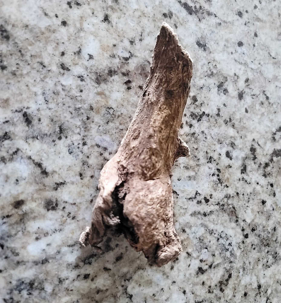 بخور القسط الهندي الاصلي الروحاني العجيب اندر وافضل الانواع بالضمان والتجريب