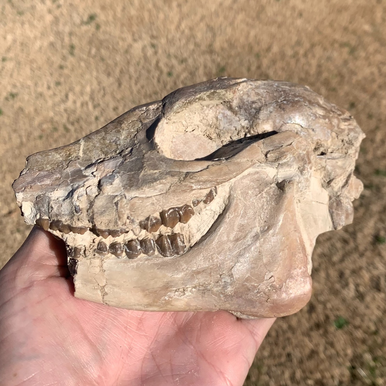 Fossil Horse Skull, Mesohippus, White River Badlands, mammal fossils