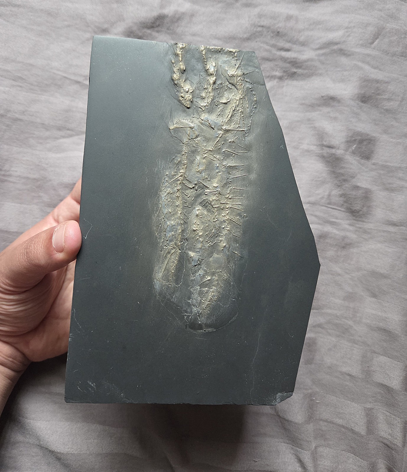 Ultra Rare Hystrigaster Horridus Starfish Fossil Devonian Bundenbach Germany