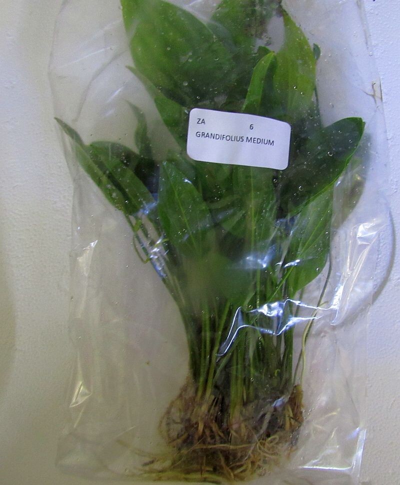 6 medium grandifolius swords