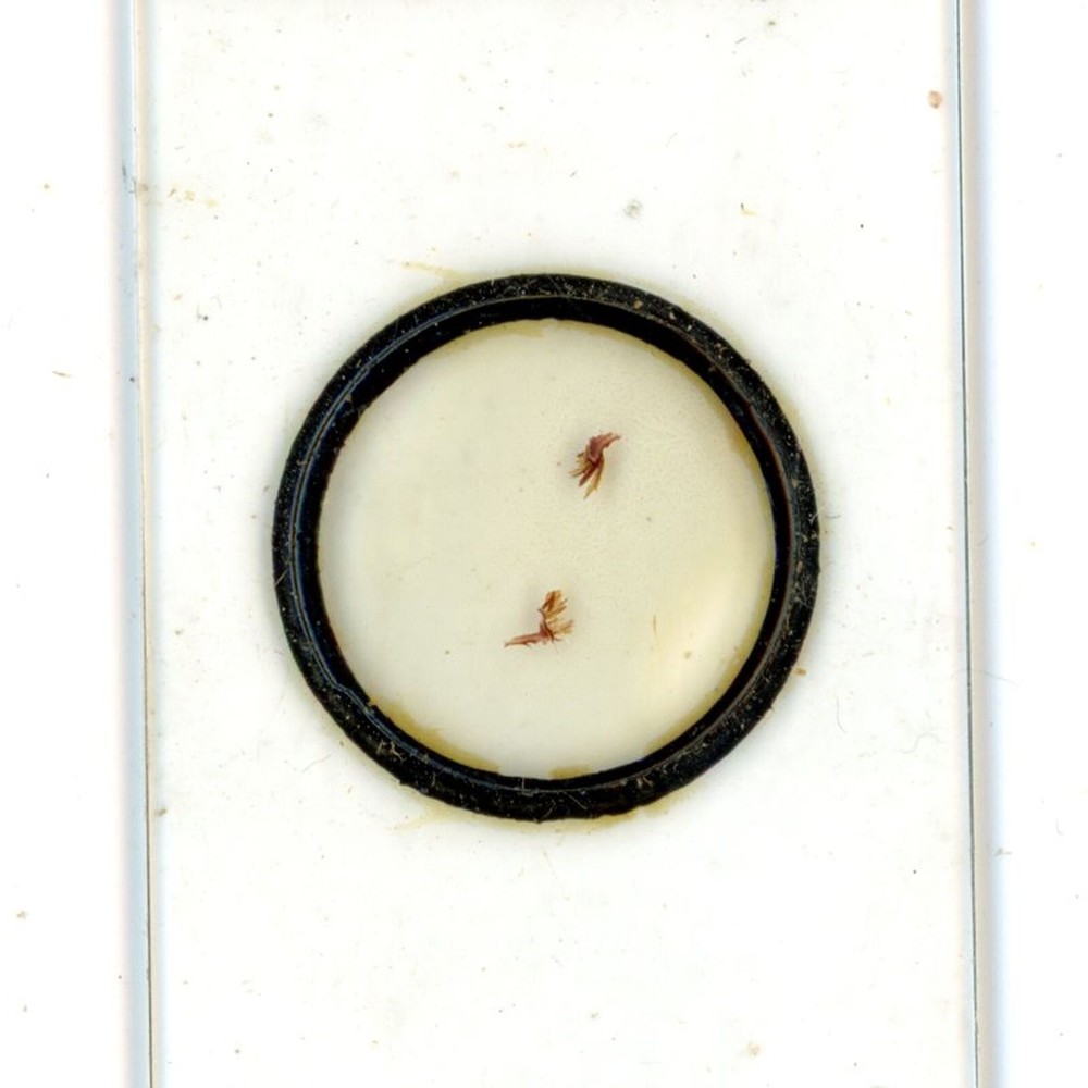 Antique glass Microscope slide Mali Flower Section sample #25