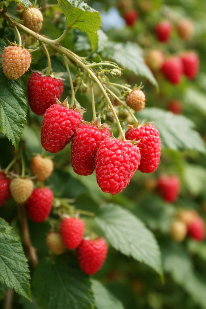 Joan J Raspberry Canes – Bare Root, 1-Year-Old | From Hand Picked Nursery