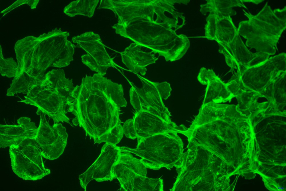 2.3MP USB3.0 Fluorescence Digital Camera