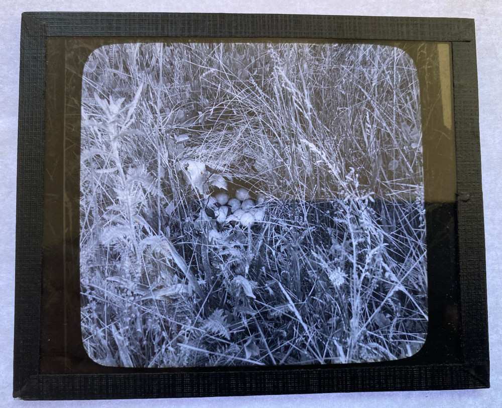KEYSTONE MAGIC LANTERN SLIDE 88 QUAIL'S NEST 1920s