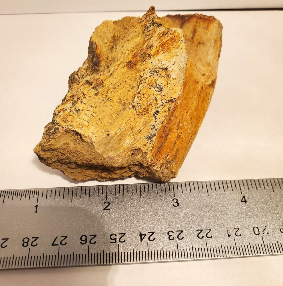 Fossil Hadrosaur Lower Jaw Dinosaur
