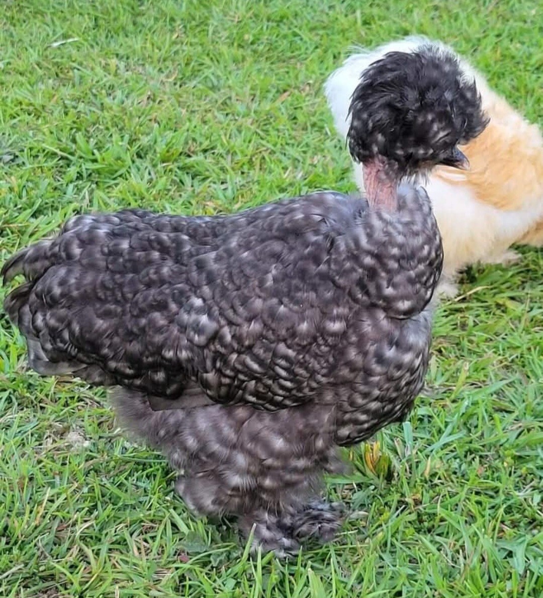 12+ Silkie, Satin, Frizzle Show Quality Hatching Eggs, NPIP Cert