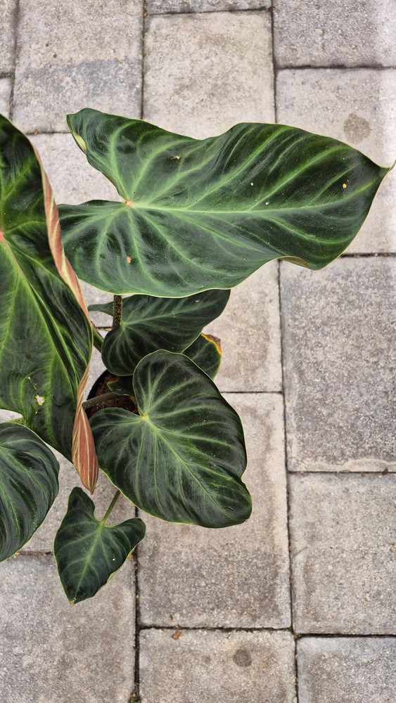 Philodendron Verrucosum Amazon Sunset (Large)