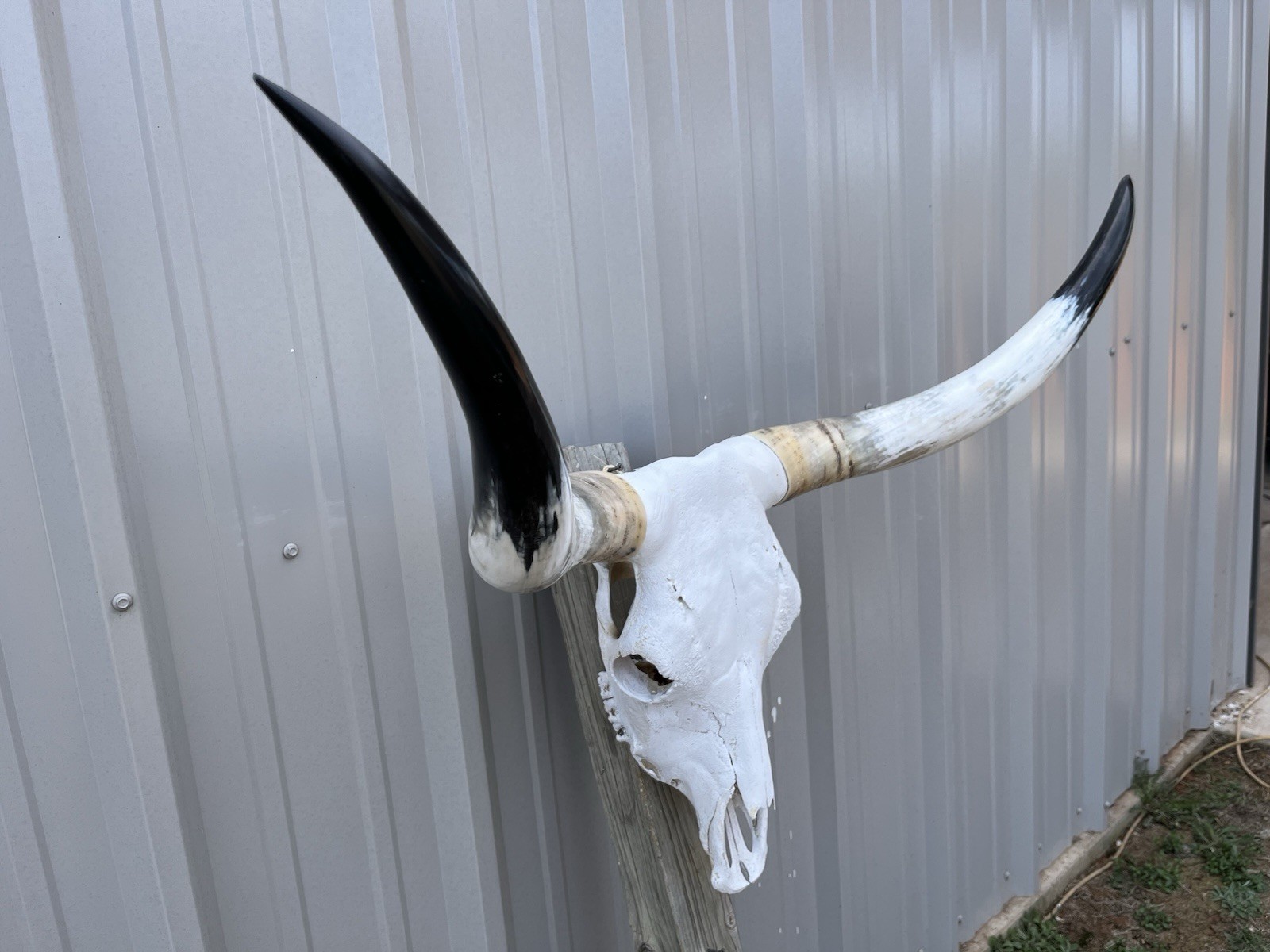 Longhorn STEER SKULL 3 Feet 8 Inches WIDE Horns BULL HORN MOUNTED COW HEAD