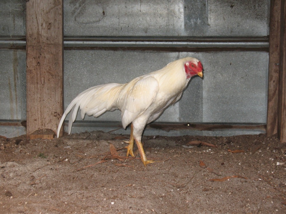 12 ASSORTED WAHL ASIL EGGS