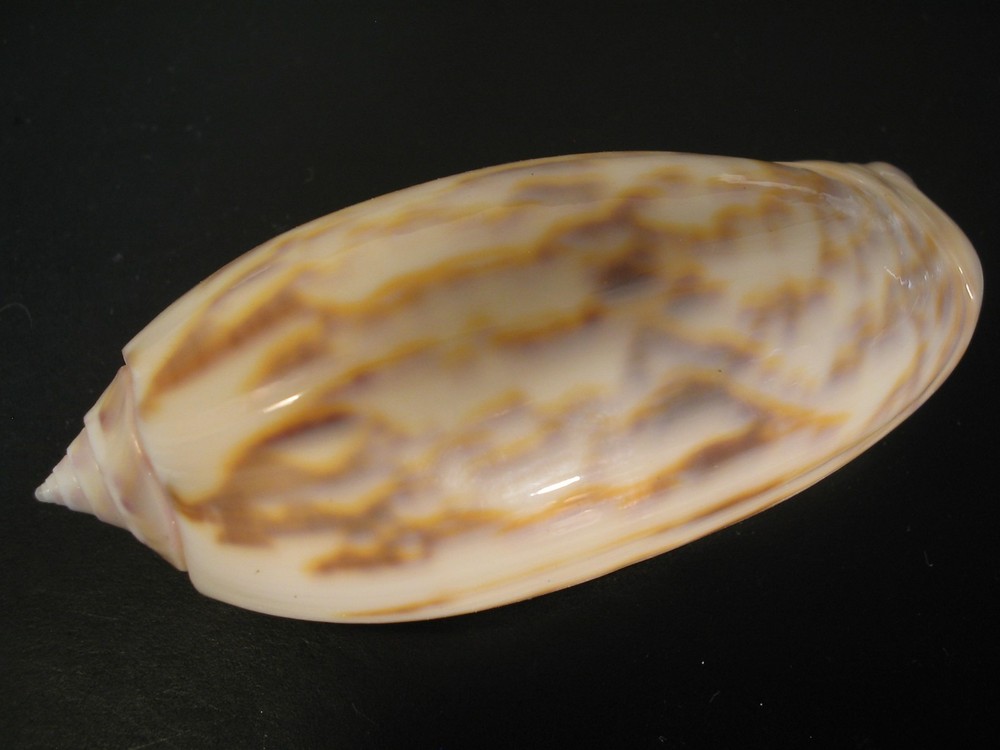 Incredible Pattern...OLIVA LAMBERTI~71.5mm/Gem~Australia SEASHELL