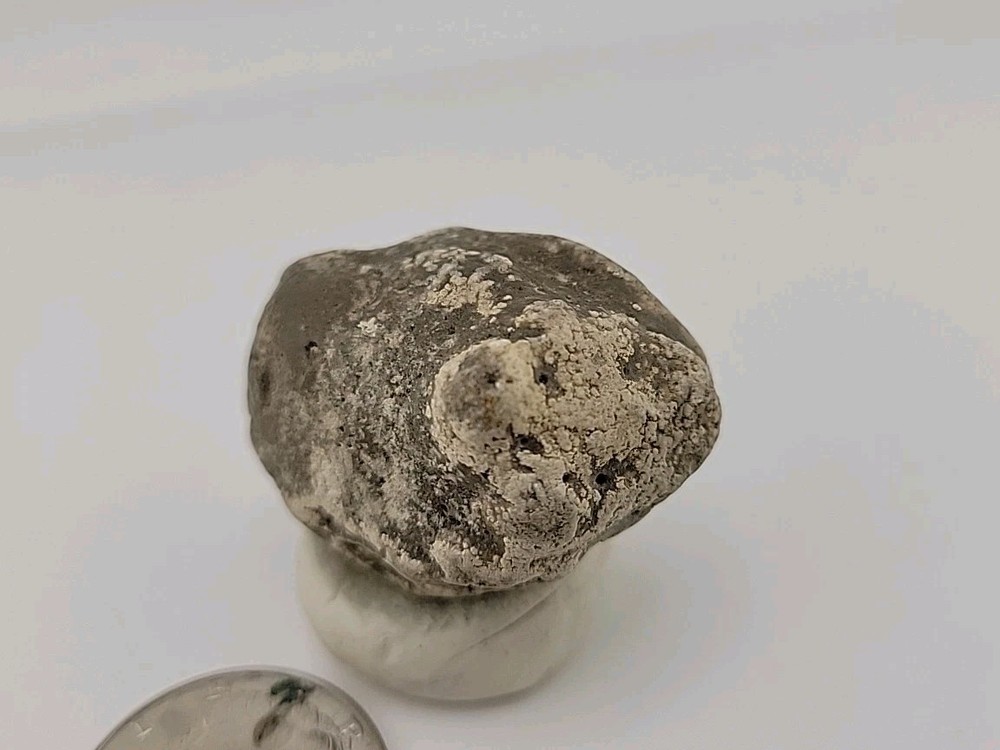 Real Permineralized Reptile Egg Fossil