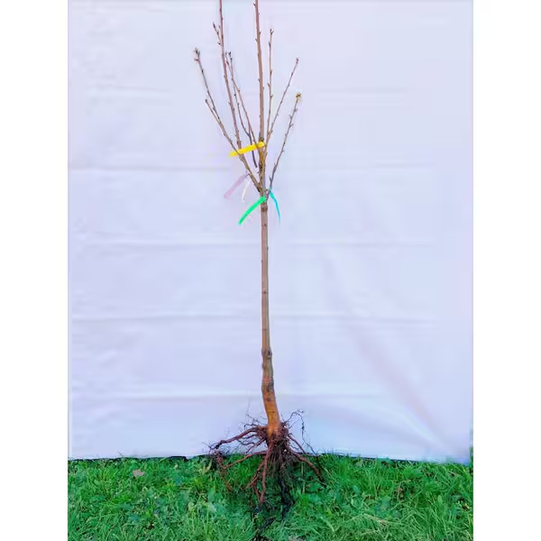 4-In-1 Pear Jubilee Tree Bare Root