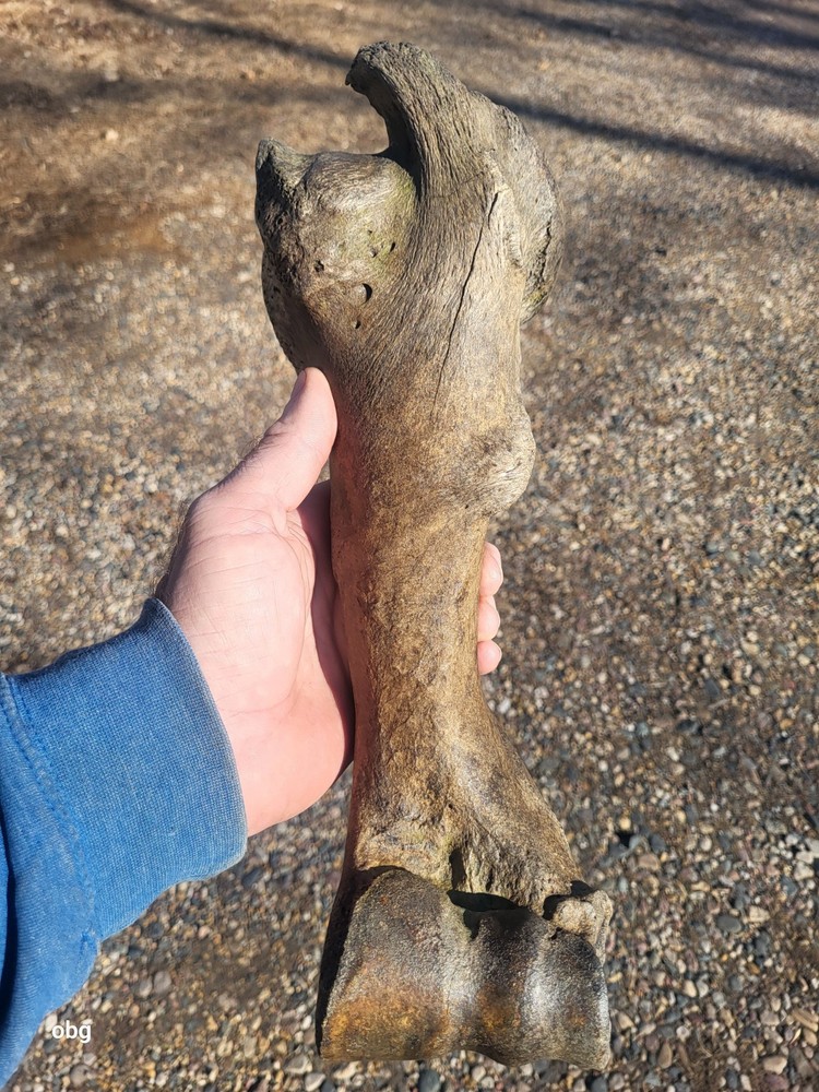 Historic Bison Humerus Bone not a fossil