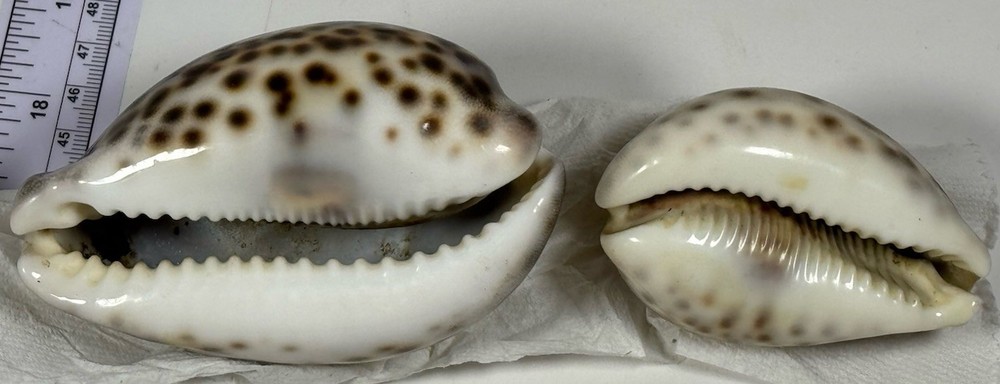 Conchiglia - Shell : cypraea Shells 2 Lot