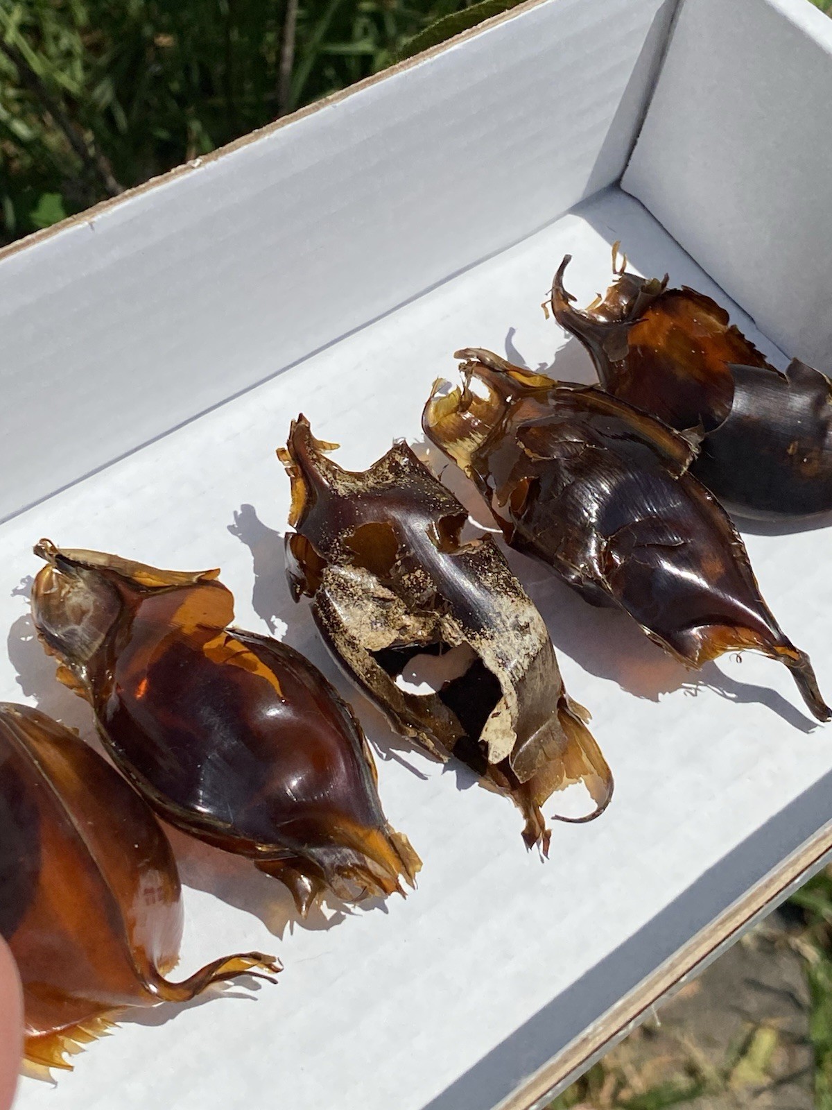 Mermaid Purse Shark Egg Case x5, Skate Shark Egg Case VIC (Lot 1)