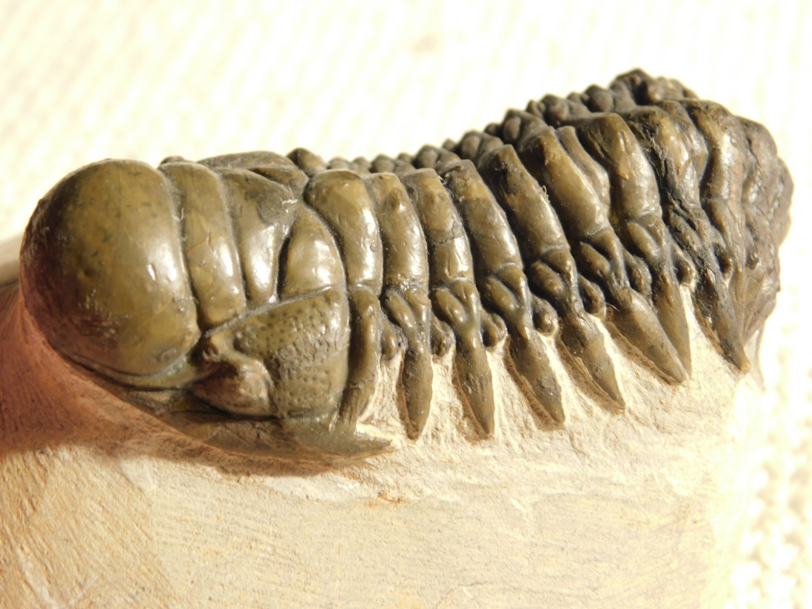 Larger! Crotalocephalina TRILOBITE Fossil 100% Natural Morocco 225gr