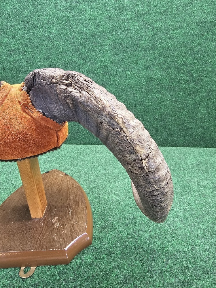 Rams Horn Taxidermy Mount