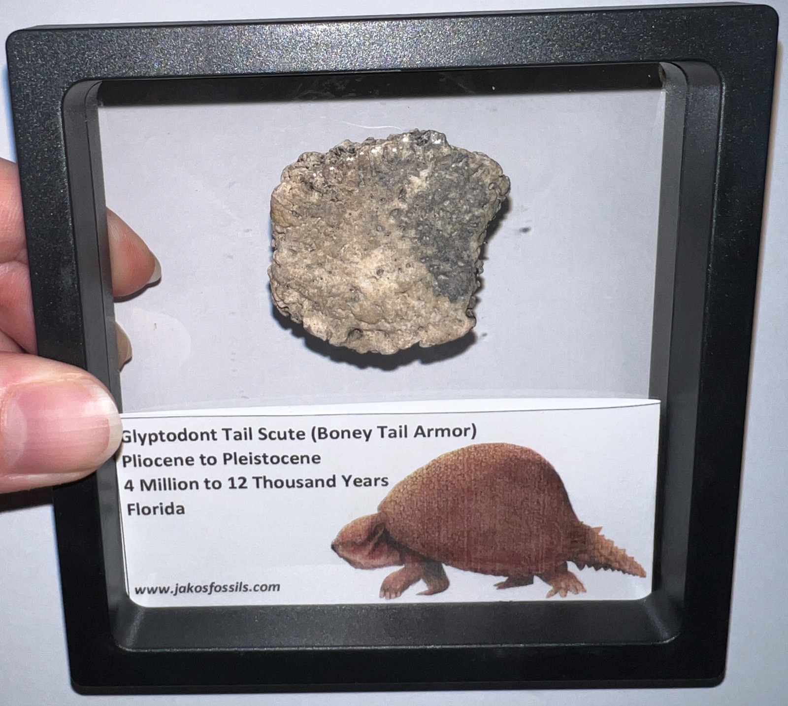 Framed RARE Ice Age Fossil GLYPTODONT Tail Scute Bone Armor Lot! ONE PER ORDER!
