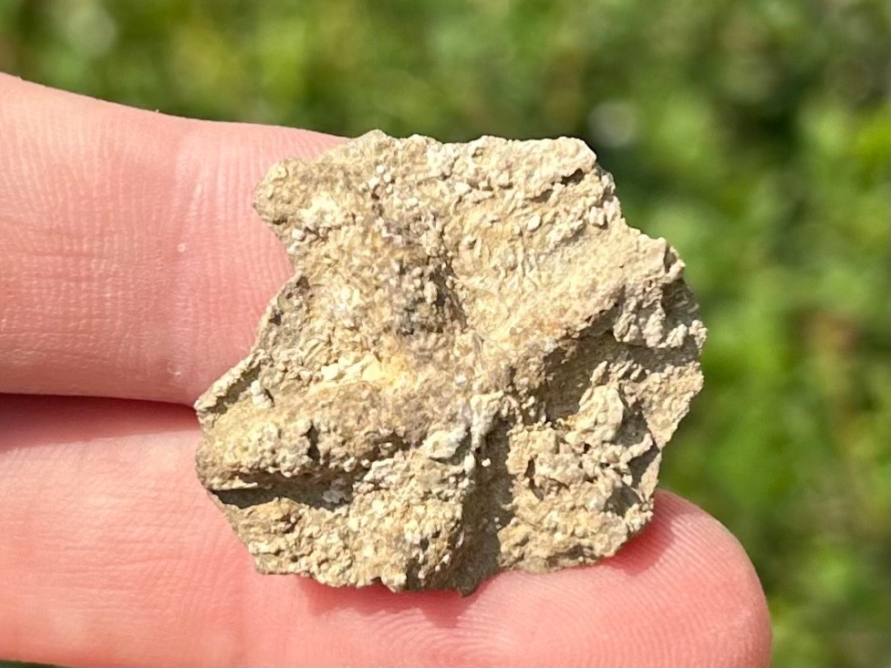 Alabama Fossil Starfish Cast Mississippian Age Bangor Limestone Formation