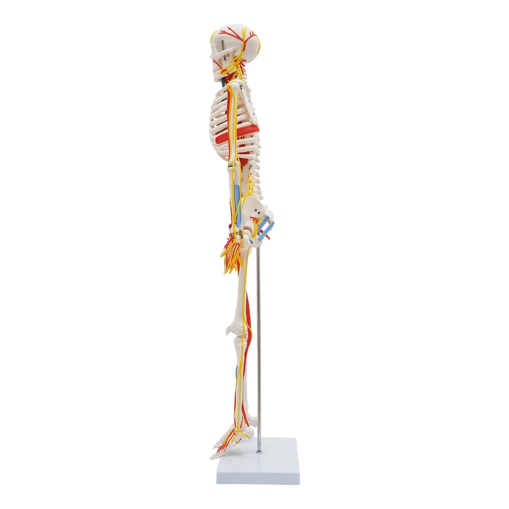 34 Inch Human Skeleton Model Skeleton Human Model Standing Style Skeleton Model