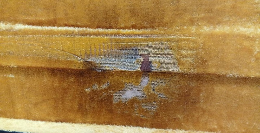 KASUGA SF-8 Flat Mandolin