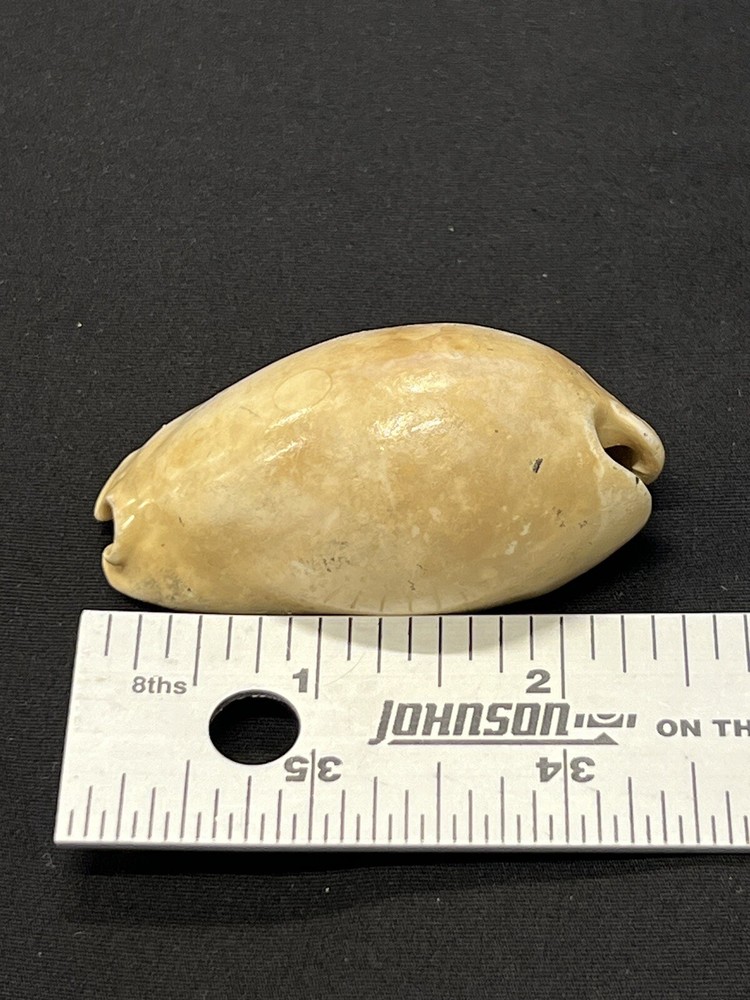 EXTINCT Fossilized COWRIE Shell From Central Florida - Pliocene Era.
