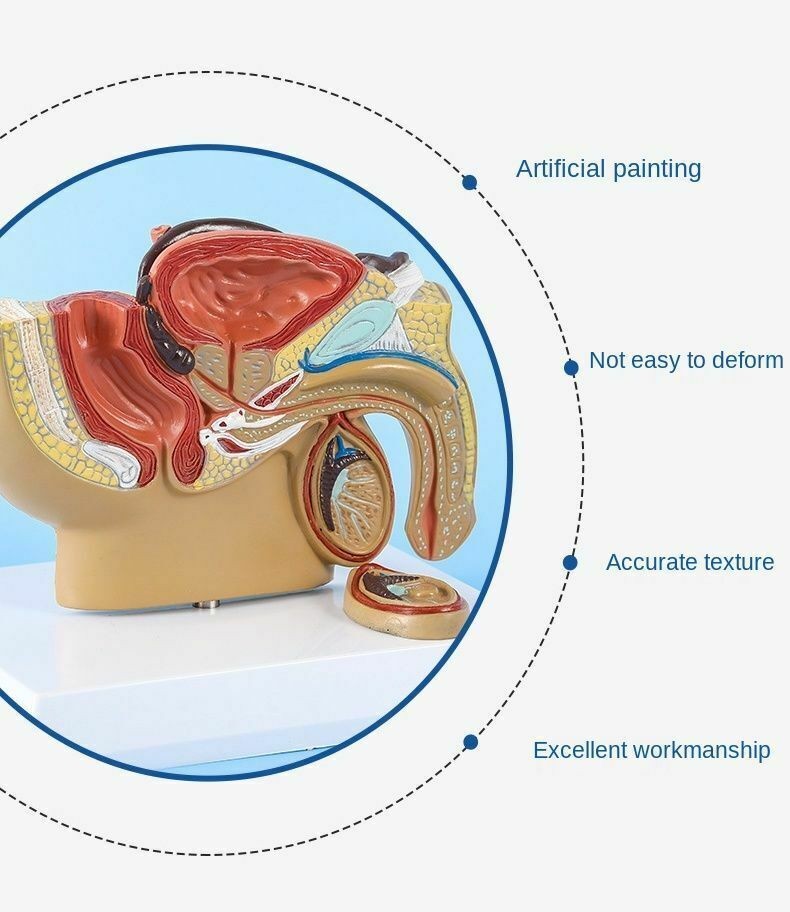 Male Pelvis Anatomy Model Testis Prostate Urinary System Teaching Educational