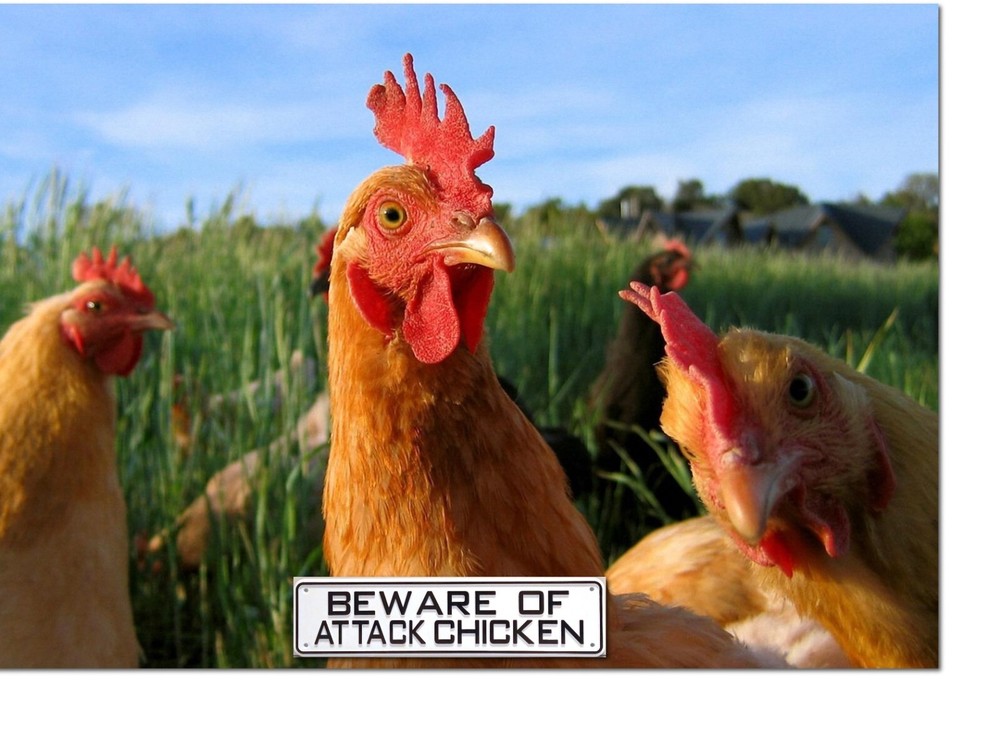 Beware Of Attack Chicken Sign