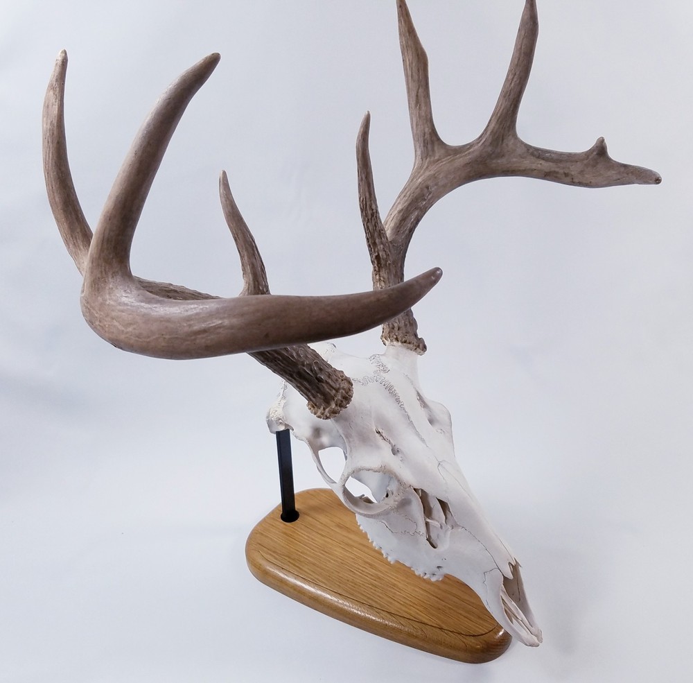 European Skull Mount Table Top Display White Oak Base