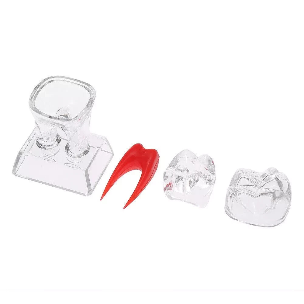 Dental Lab Crystal Base Hard Plastic Teeth Tooth Molar Model Separable For Study