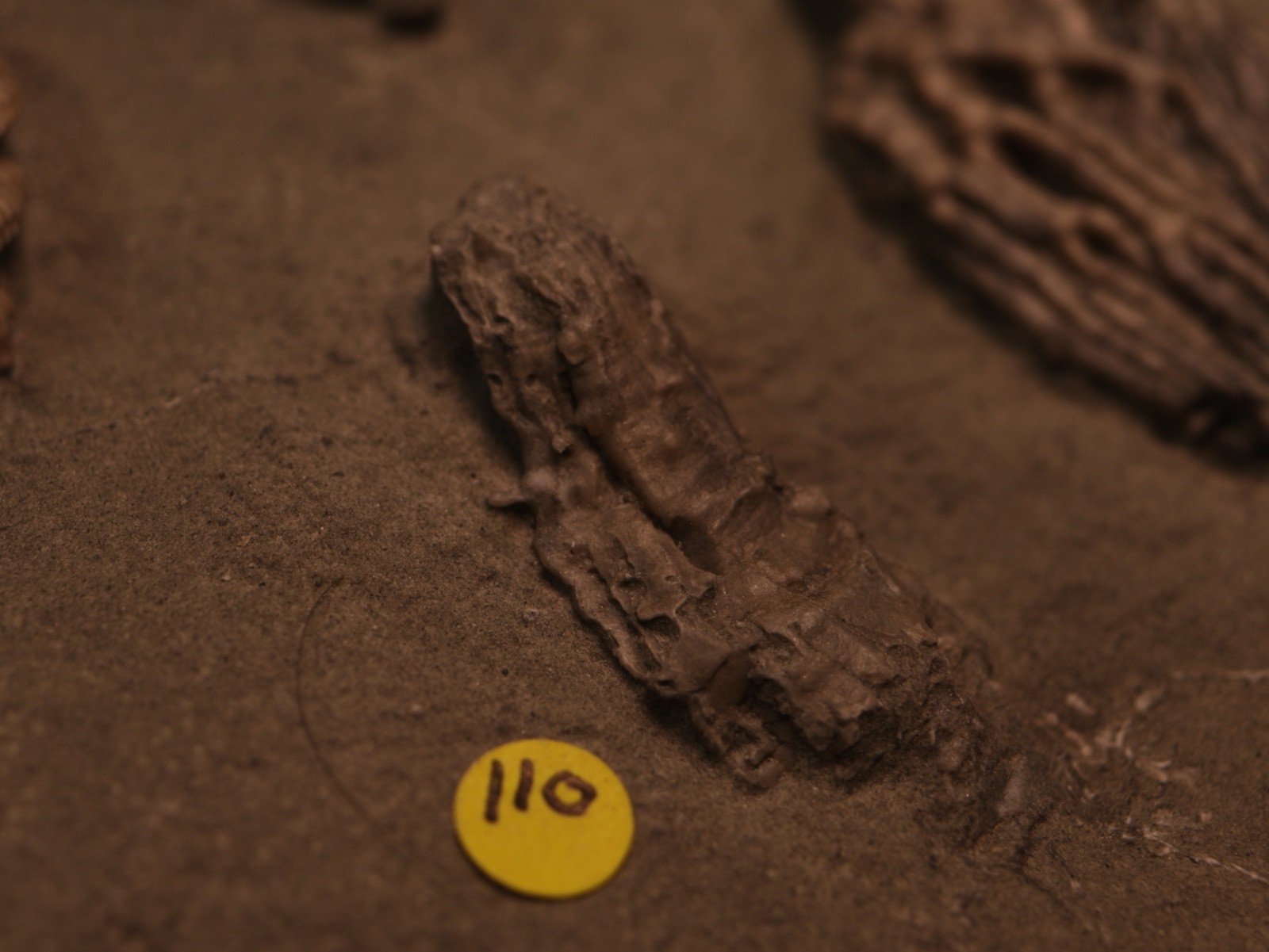 Meaty Plate of Fossil Crinoids, Crawfordsville, IN