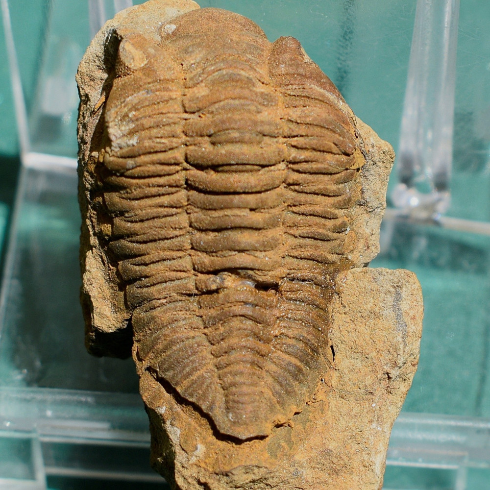 Trilobite, Eldredgeia eocryphaeus: Bolivia devonian trilobite fossil