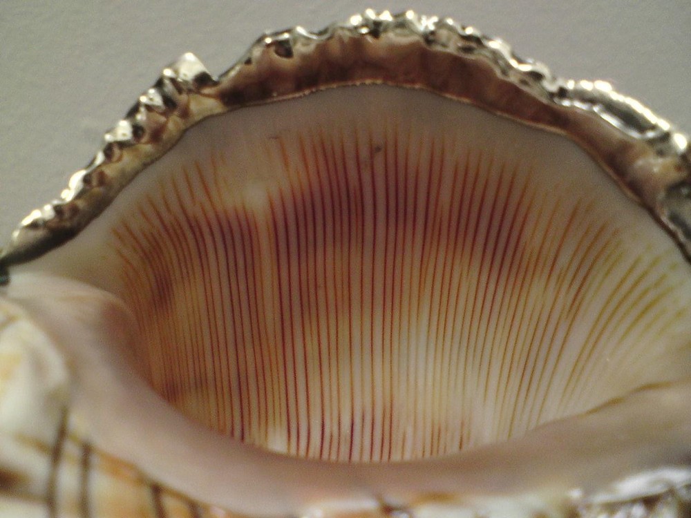 Shankha Silver overlay mounted seashell trapezium horse conch shell