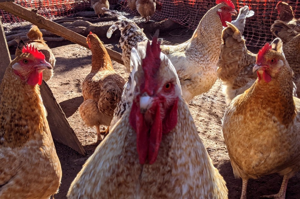 Lemon Cuckoo Niederrheiner 10+ Hatching Eggs