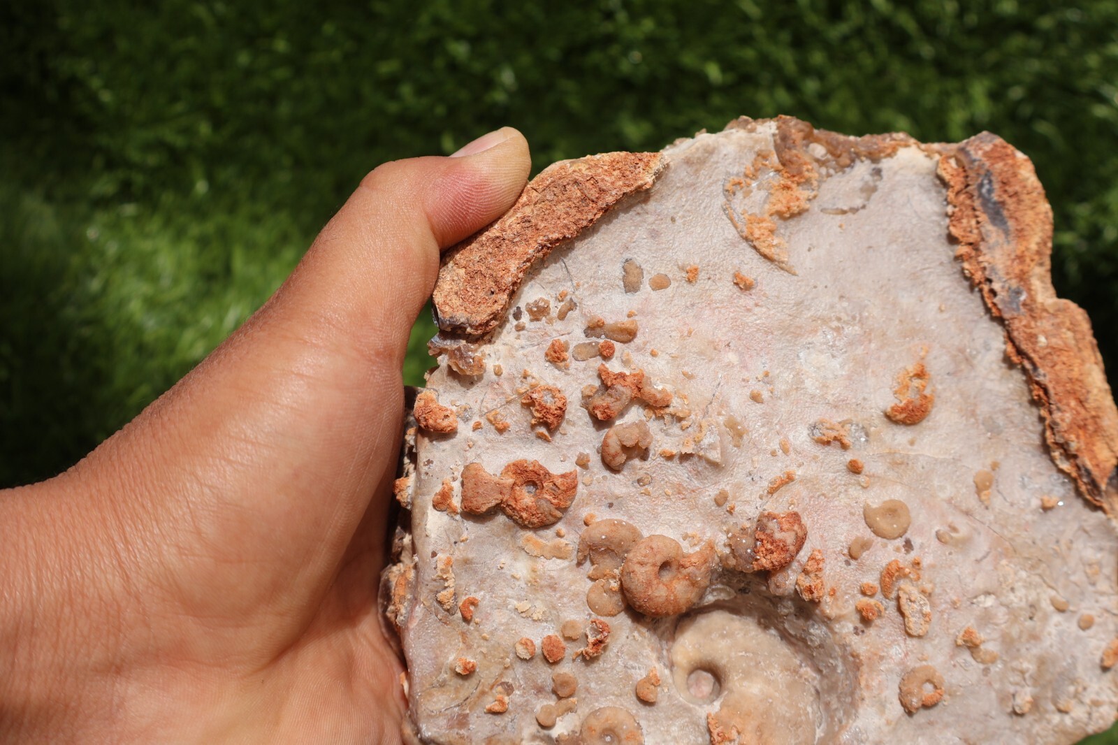 Cretaceous Douvilleiceras And Gastropods Fossil Plate From Morocco Marine Fossil