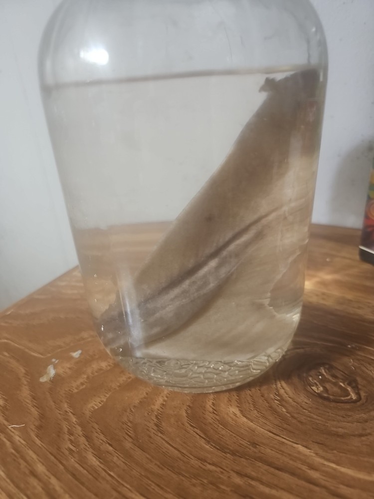 Shark Fin