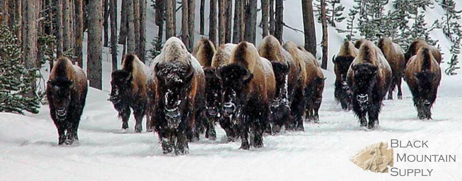 Buffalo Hide Rug, 'Large' Premium Winter Coat Tanned Bison Rug, Made In The USA