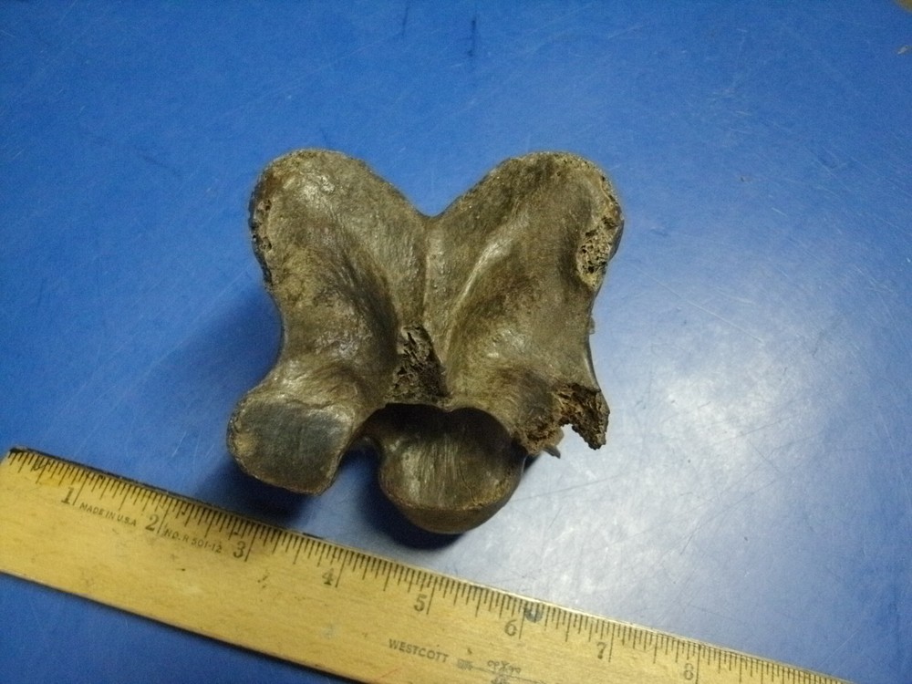 FOSSIL BISON VERTEBRA  FROM  KANSAS