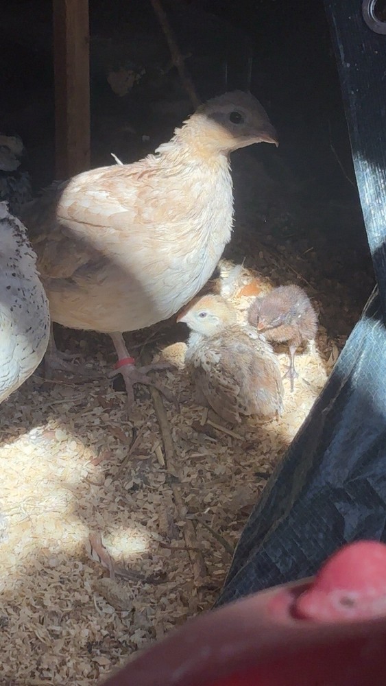 12+ Mixed Bobwhite Hatching Eggs