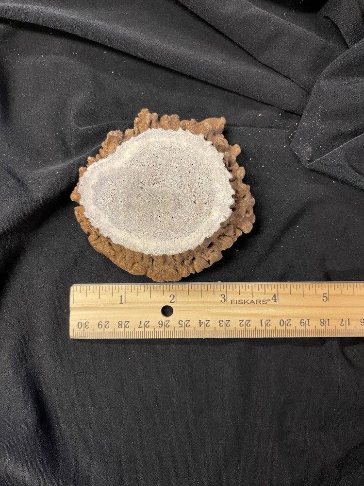 REAL NICE MEDIUM ELK BURR/ROSETTE/CROWN