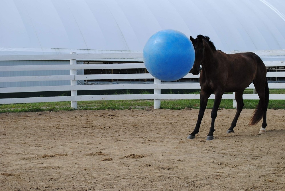 30-Inch Mega Ball for Horses, Blue